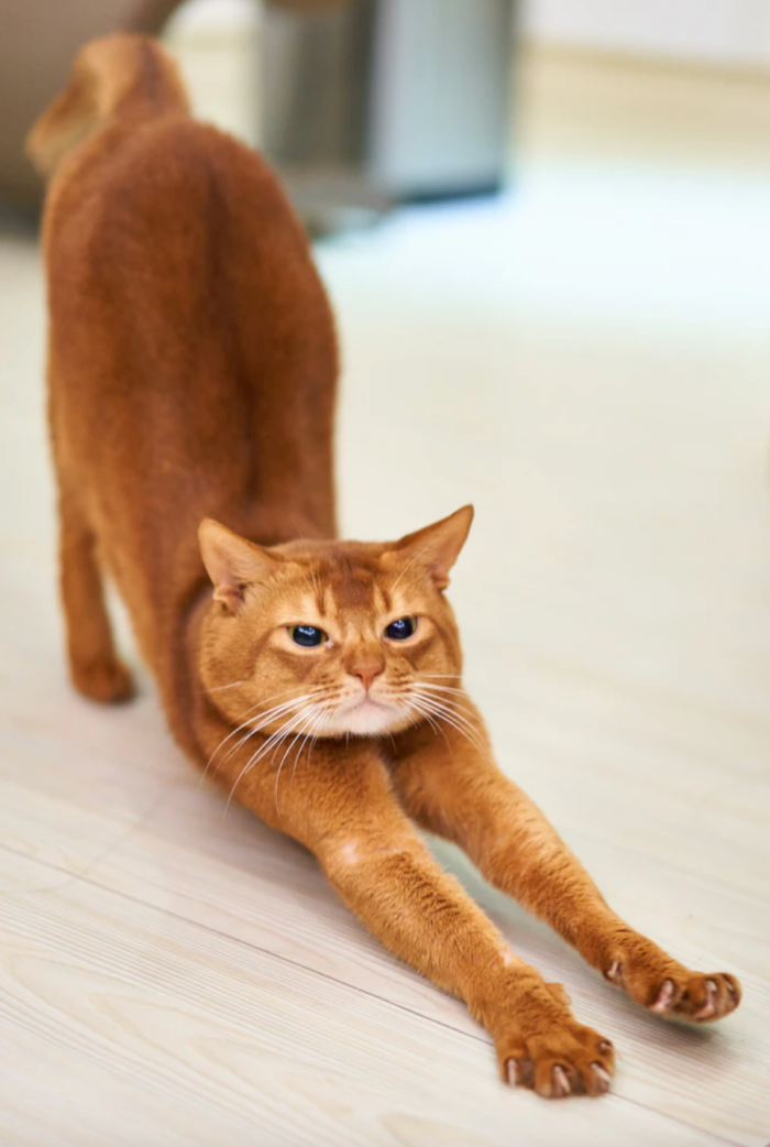 streching-cat.png