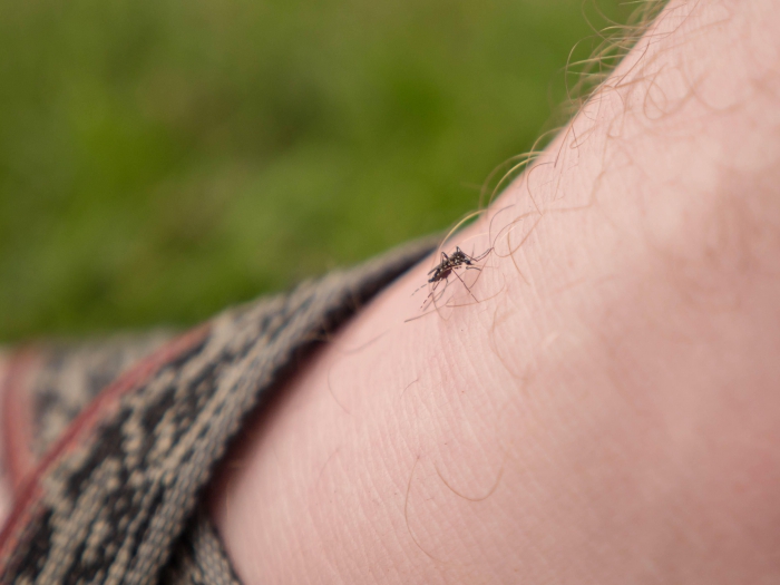 mosquito-2.jpg mosquito-2.jpg