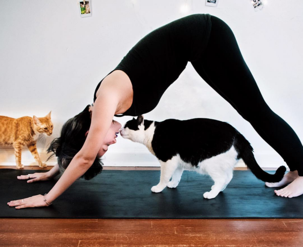 cat-yoga-pose.png