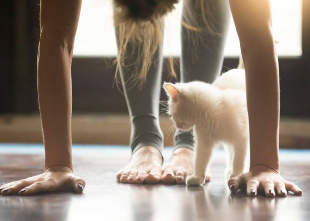 yoga-with-cat.png