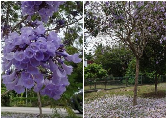 jacaranda-in-malaysia-4.jpg
