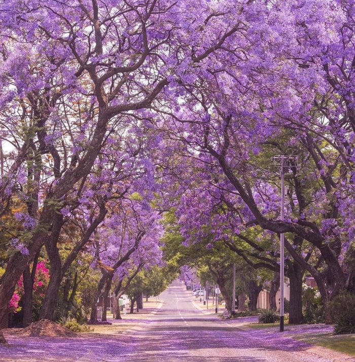 jacaranda-1.jpg