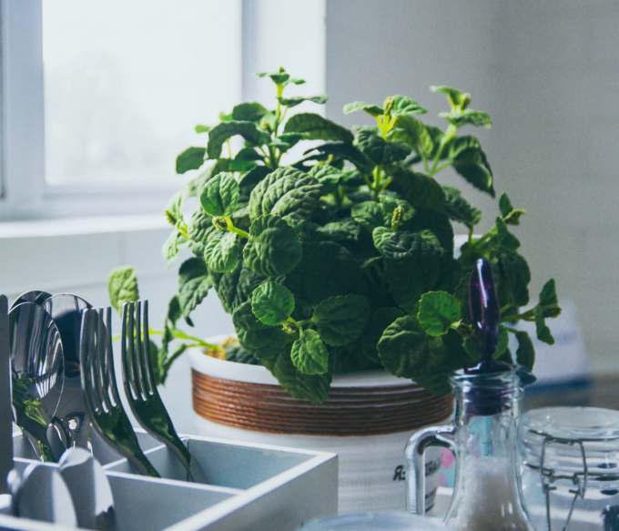 mint-plant.png mint-plant.png