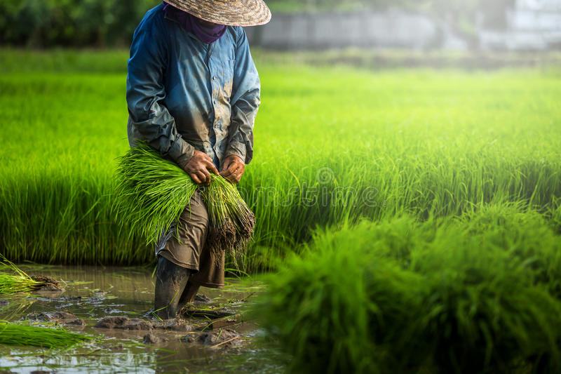 农夫种植在雨季的米-由wat浸泡了-94902393.jpg 农夫种植在雨季的米-由wat浸泡了-94902393.jpg