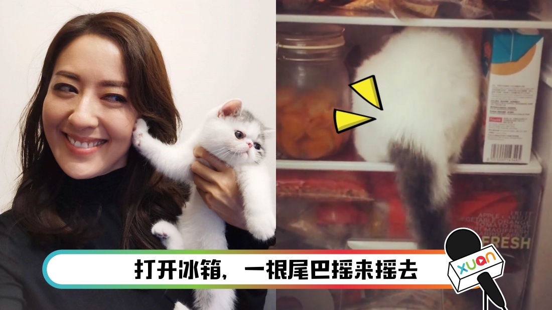 cat-main_1.jpg