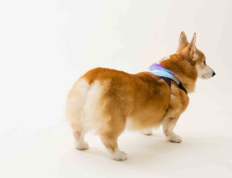 INUPATHY-–-The-World’s-First-Mental-Visualizer-for-Dogs-2-(1).jpg INUPATHY-–-The-World’s-First-Mental-Visualizer-for-Dogs-2-(1).jpg