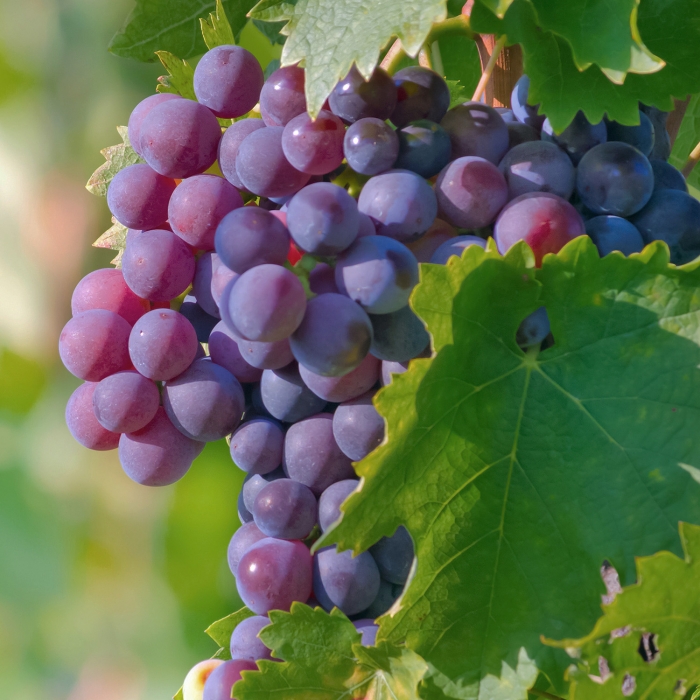 fruit-july16-2.jpg