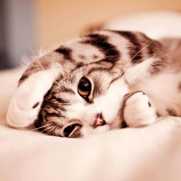 cat-june16-2.jpg