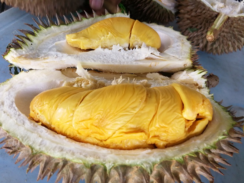 Picture-by-Shan-Cheng-Durian-Penang-(2).jpg Picture-by-Shan-Cheng-Durian-Penang-(2).jpg