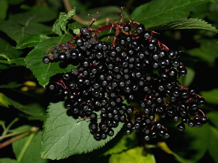 superfood-2020-elderberry.jpg superfood-2020-elderberry.jpg