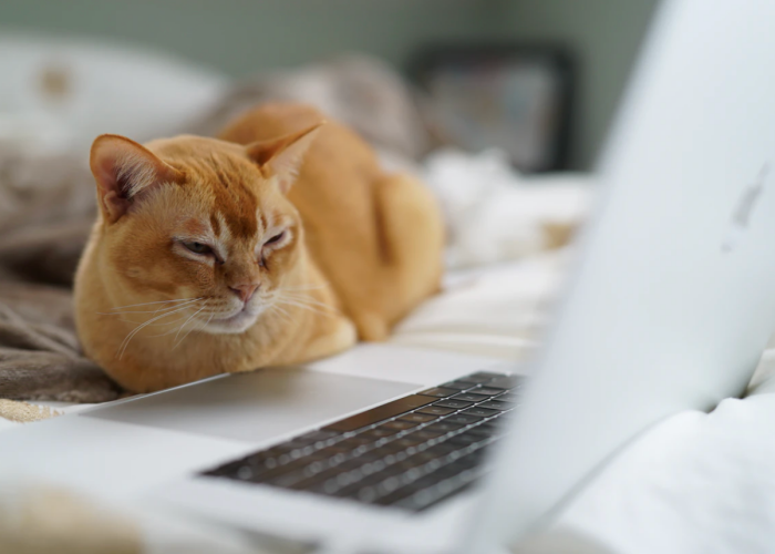 searching-internet.png searching-internet.png