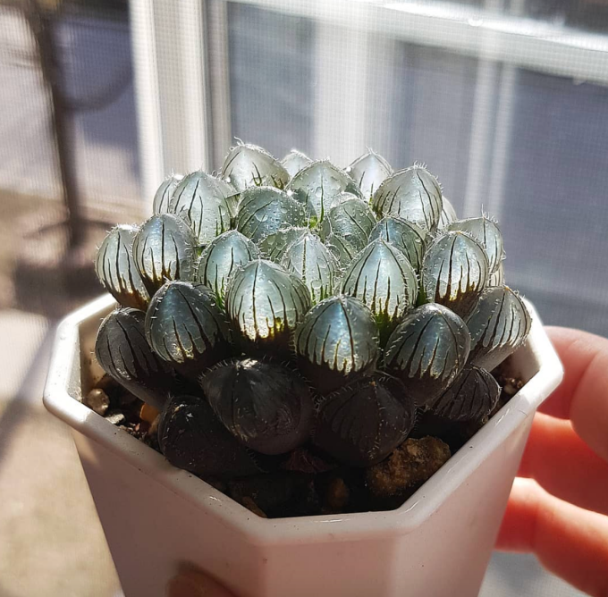 cacti-plant.png cacti-plant.png