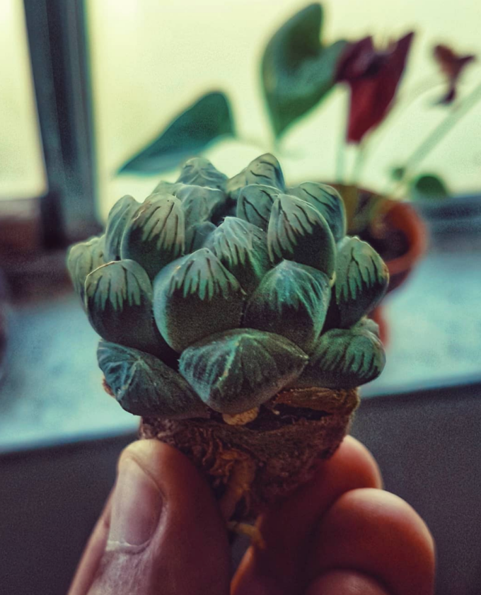 plant-jelly.png plant-jelly.png