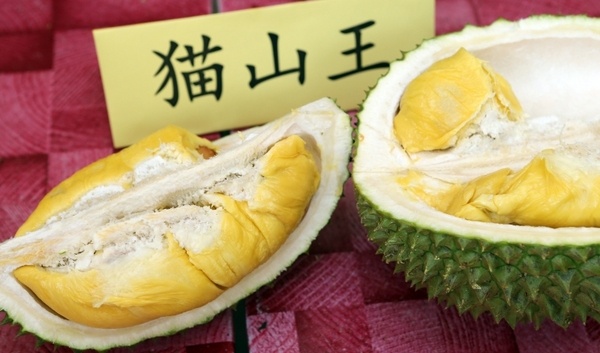 musang_05.jpg musang_05.jpg