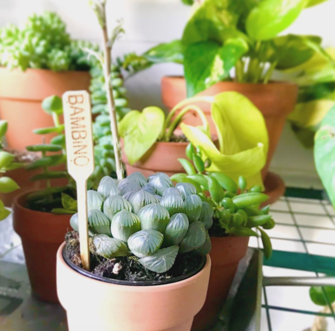 plant-crystal.png plant-crystal.png