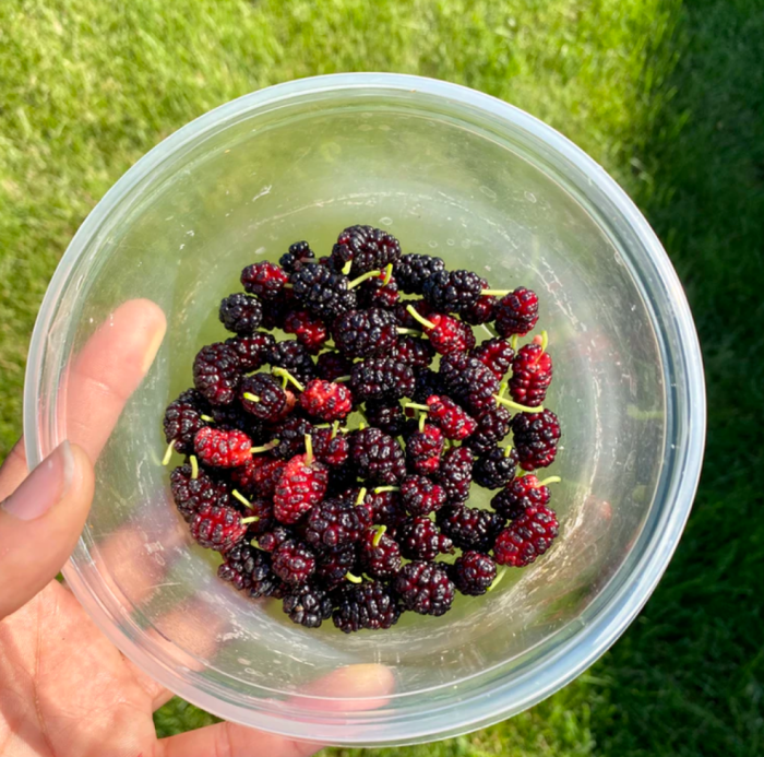 mulberry.png