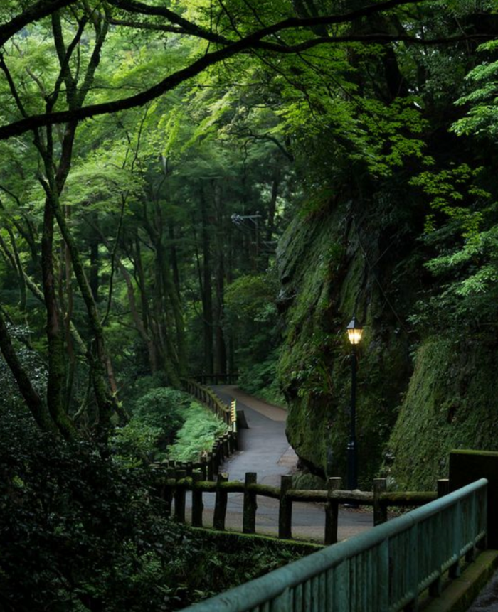 forest.png forest.png