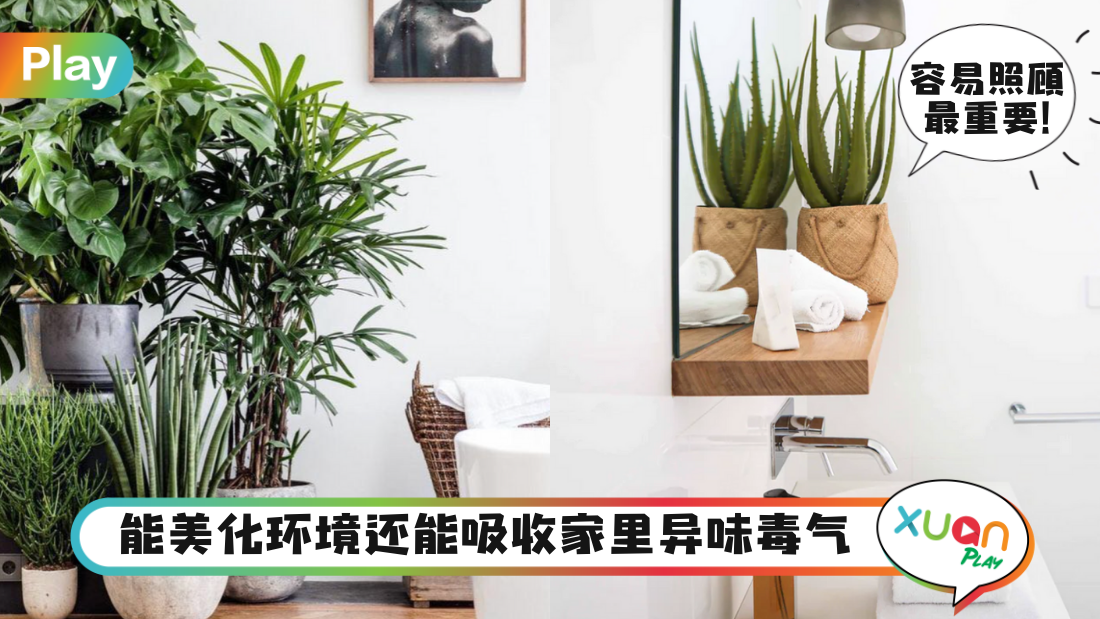 home-plant-choices.png