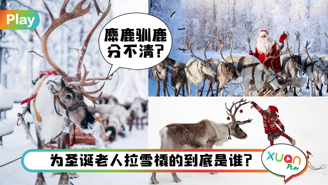 about-reindeer.png