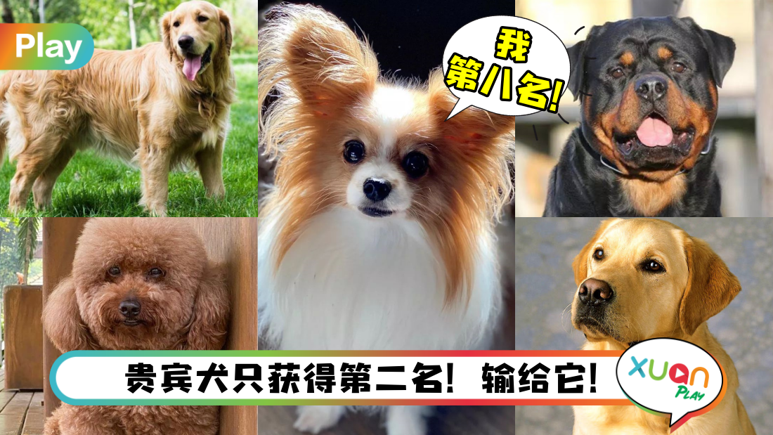 dog.png