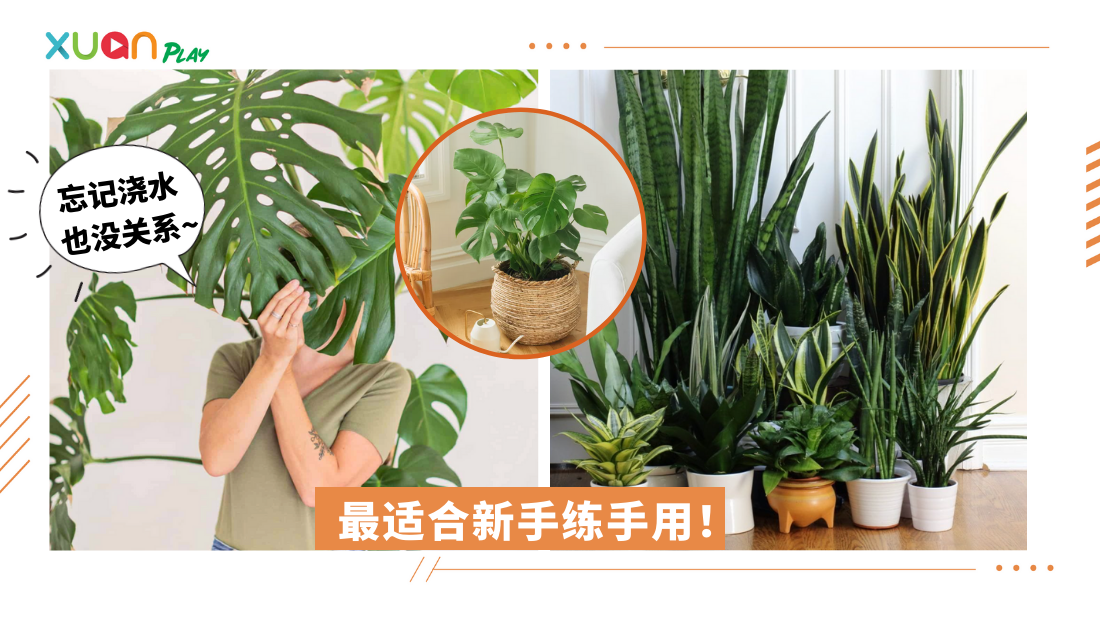 plant.png