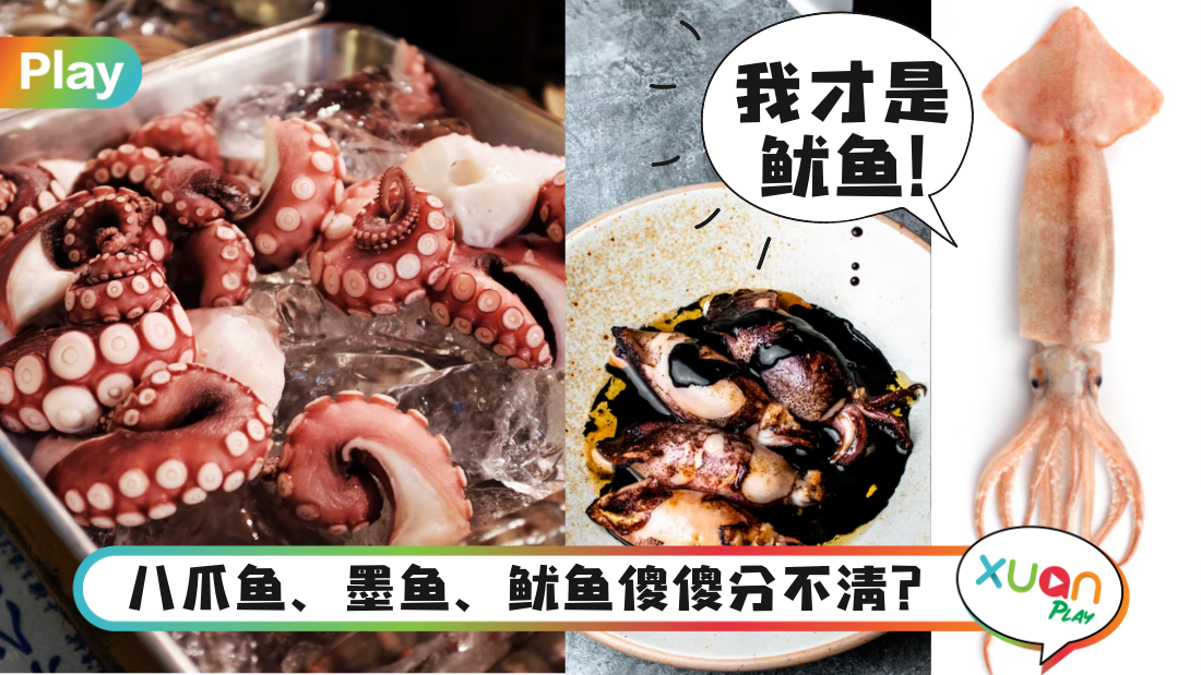 squid-cuttlefish-octopus.png