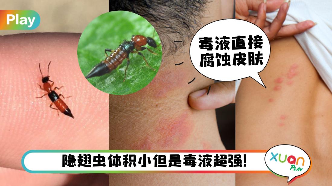 charlie-ants-harm.jpg