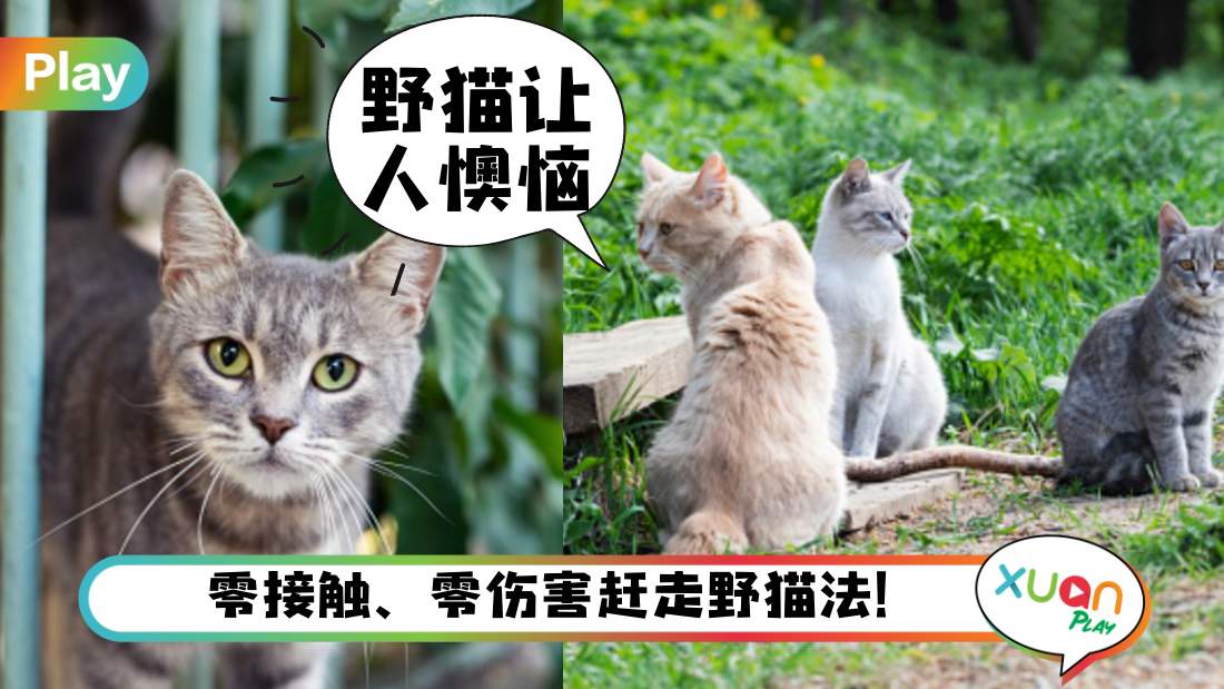 keeps-strays-cat-away.jpg
