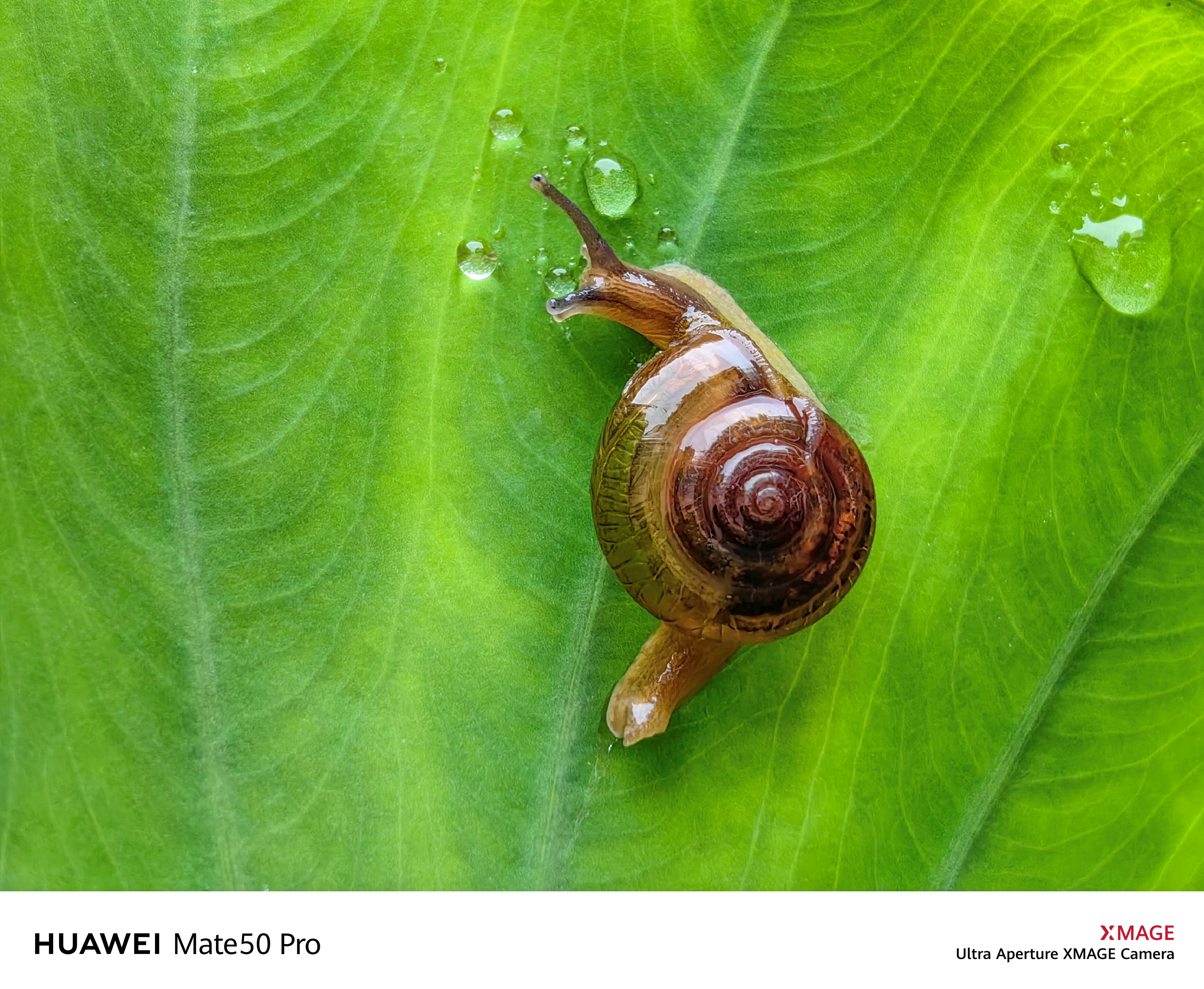 HUAWEIMate50Pro
