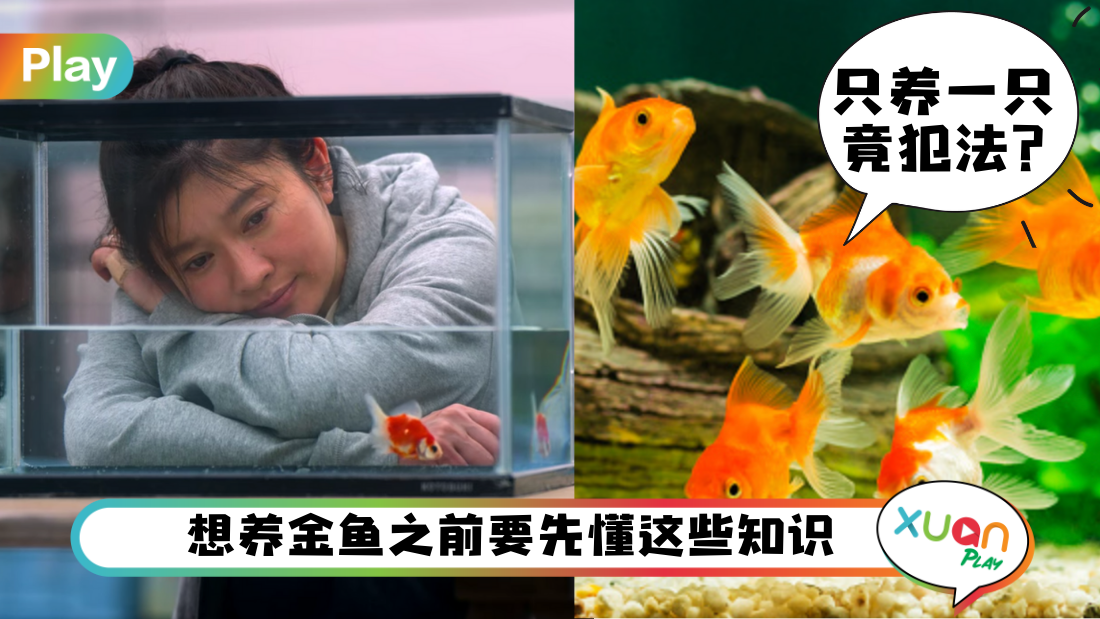 goldfish.png