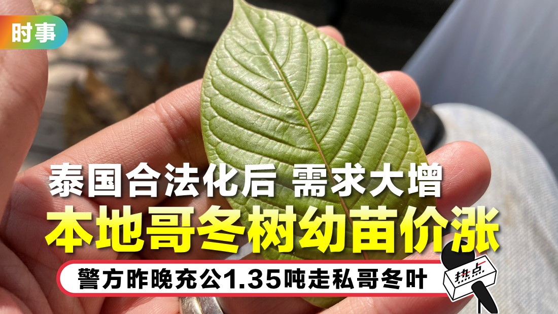 tn-ketum_1.jpg