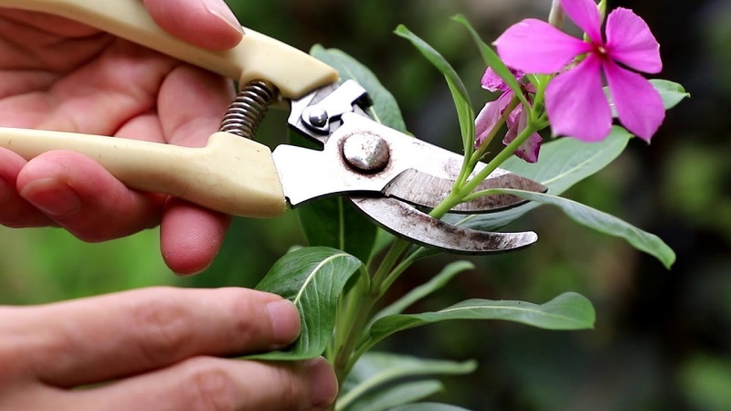 Cutting Flower