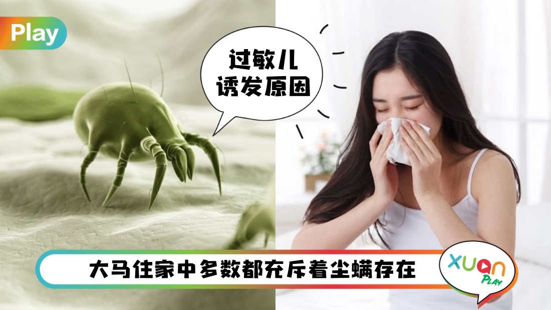 dust-mite-allergy.jpg