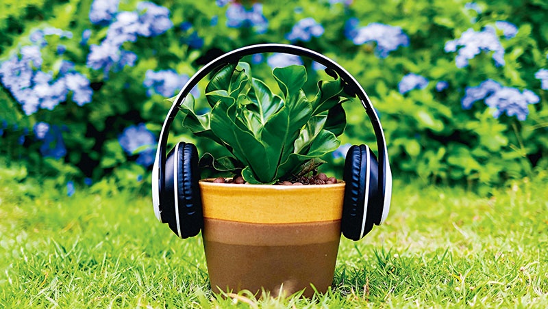 Plants Listen Music