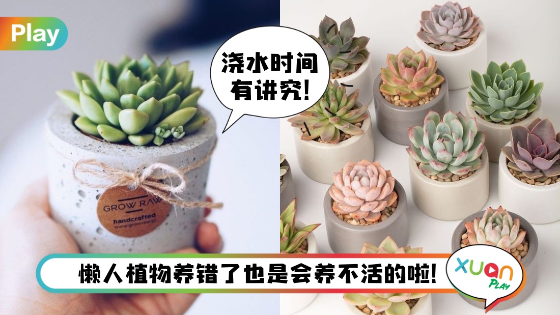 succulent-plants.jpg