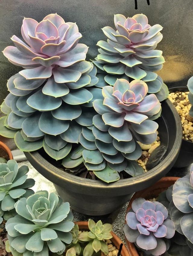 户外养的多肉植物