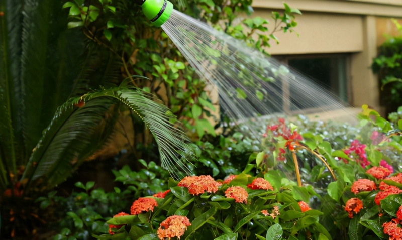 Water Flowers