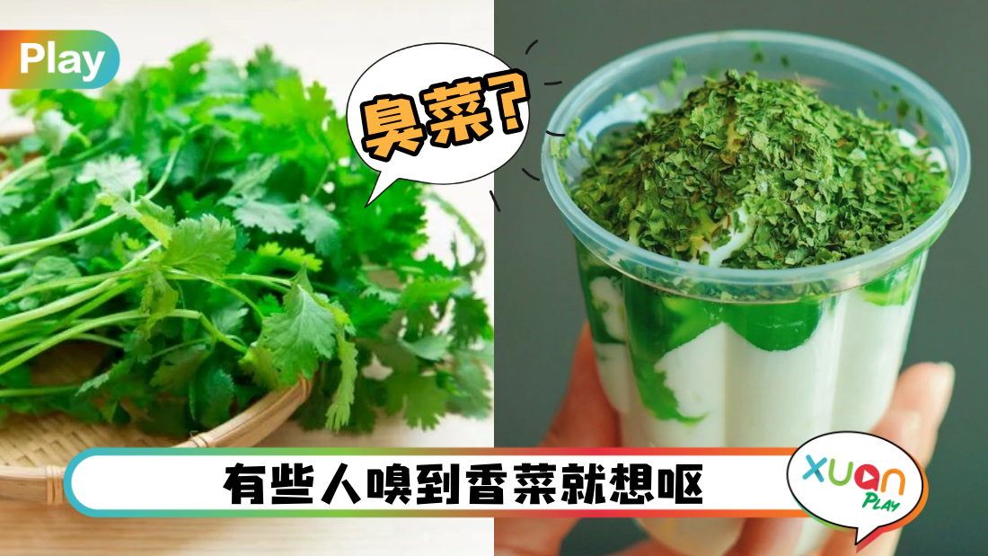 coriander-main.png