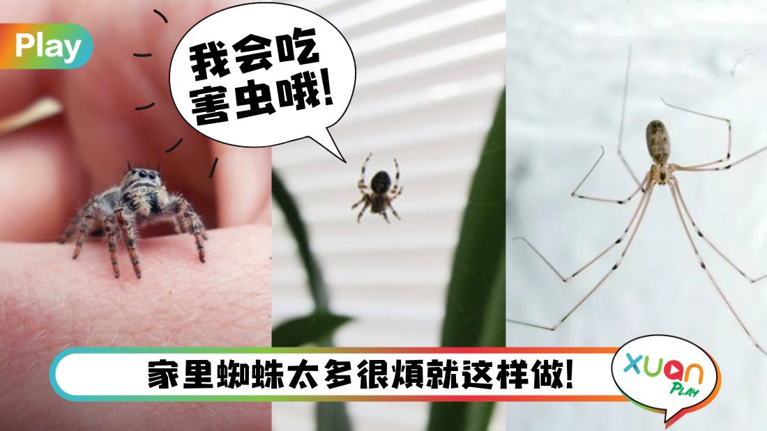 spider-clean-up.jpg