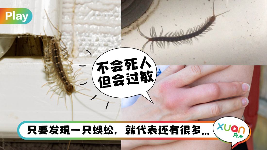 way-to-kill-centipedes.jpg