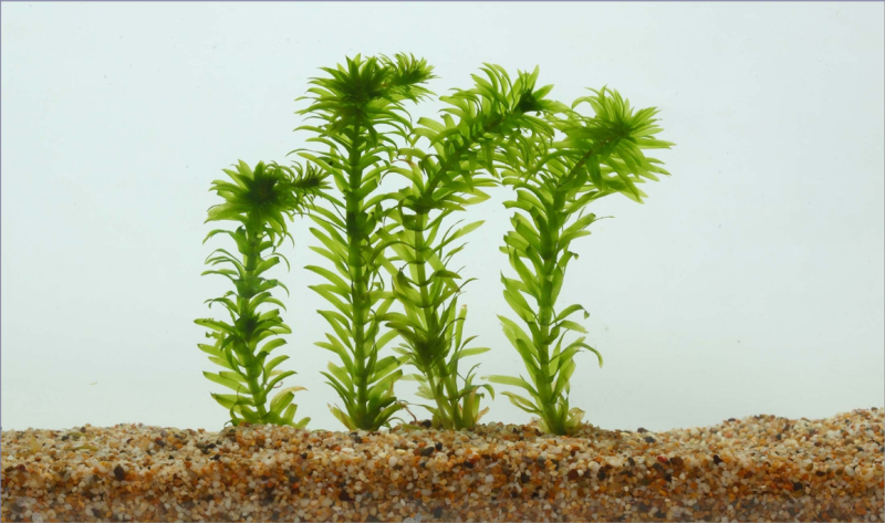水草