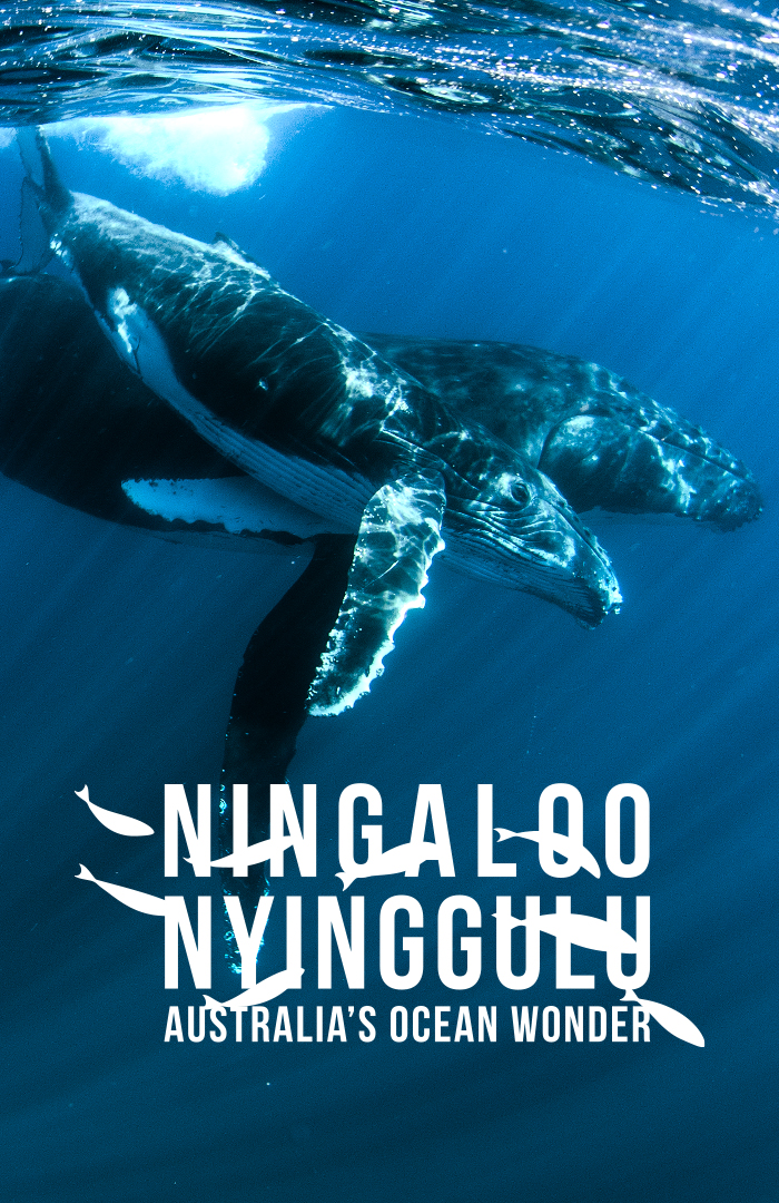 珊瑚礁纪录《Ningaloo：Australia’s Ocean Wonder》
