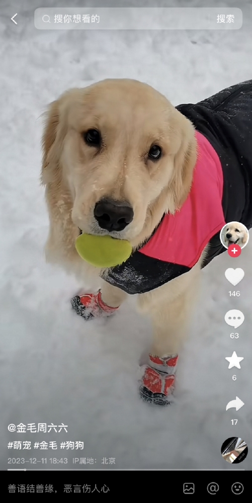 周海媚爱犬