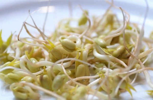 豆芽