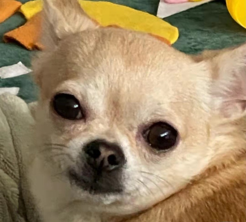 Chihuahua