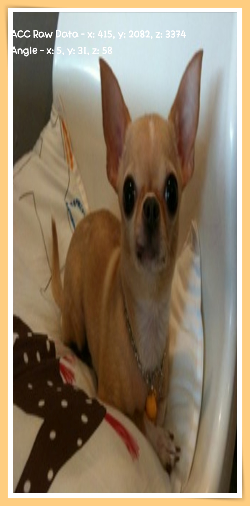 Chihuahua Picture