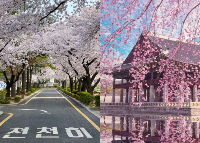 到韩国赏樱花