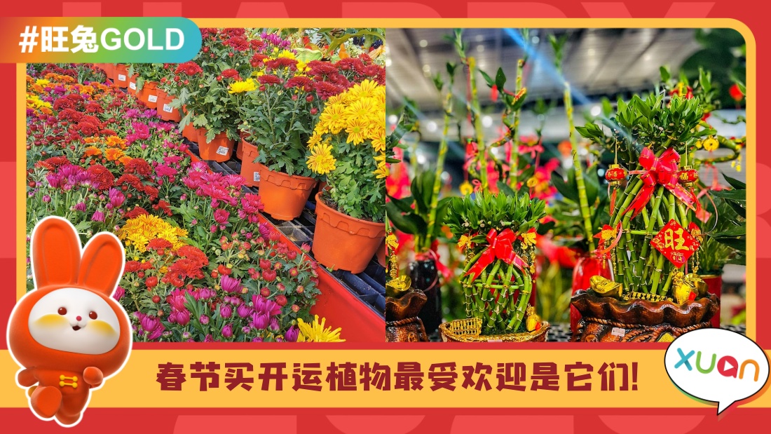 cny-plant.jpg