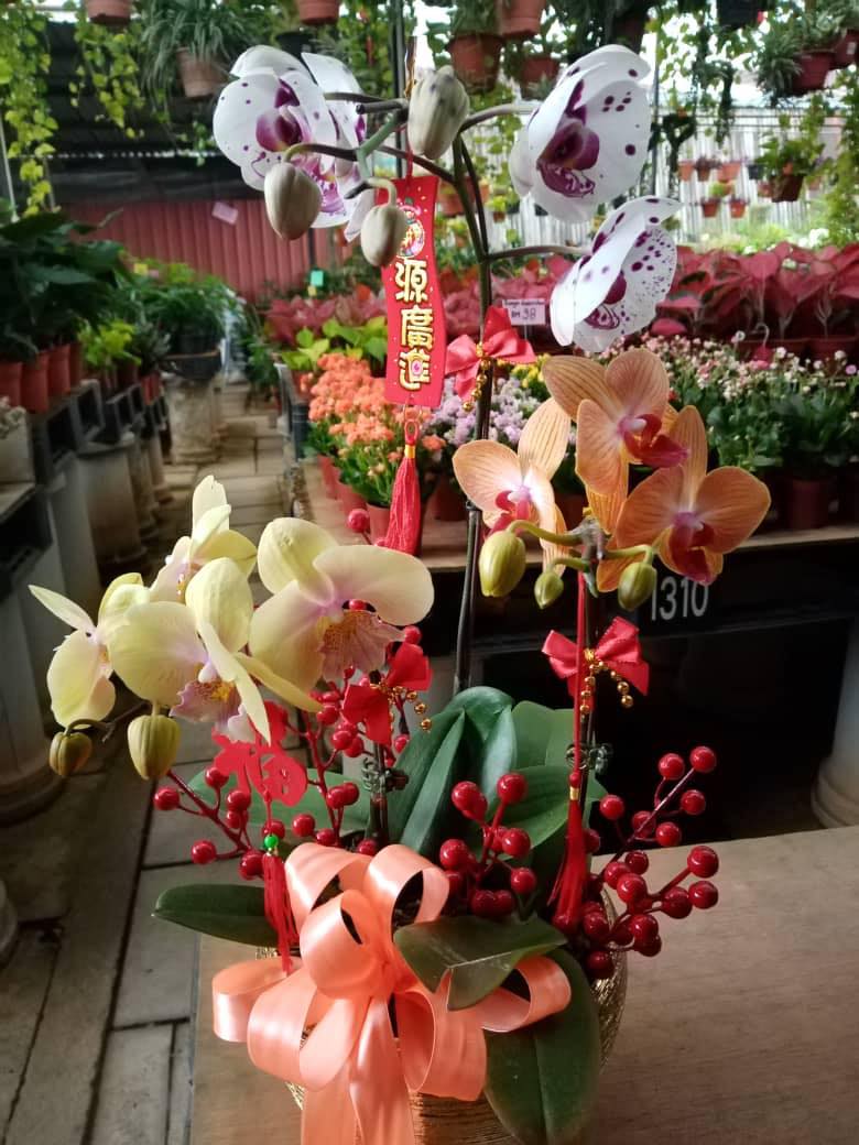 新年兰花