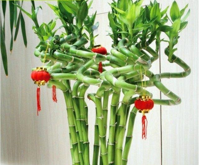新年的富贵竹